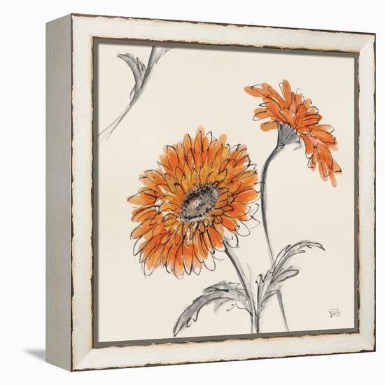 Orange Gerbera II-Chris Paschke-Framed Stretched Canvas