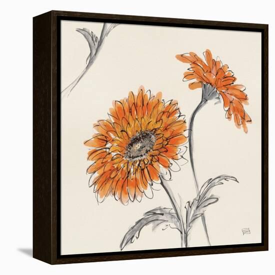 Orange Gerbera II-Chris Paschke-Framed Stretched Canvas