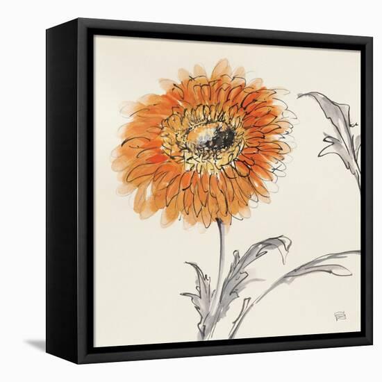 Orange Gerbera III-Chris Paschke-Framed Stretched Canvas