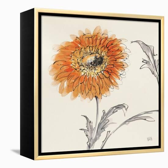 Orange Gerbera III-Chris Paschke-Framed Stretched Canvas