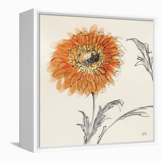 Orange Gerbera III-Chris Paschke-Framed Stretched Canvas