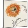 Orange Gerbera III-Chris Paschke-Mounted Art Print