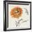 Orange Gerbera III-Chris Paschke-Framed Art Print