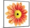 Orange Gerbera-Christine Zalewski-Mounted Premium Giclee Print