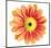 Orange Gerbera-Christine Zalewski-Mounted Premium Giclee Print