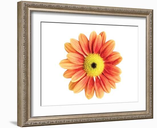 Orange Gerbera-Christine Zalewski-Framed Art Print