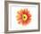 Orange Gerbera-Christine Zalewski-Framed Art Print