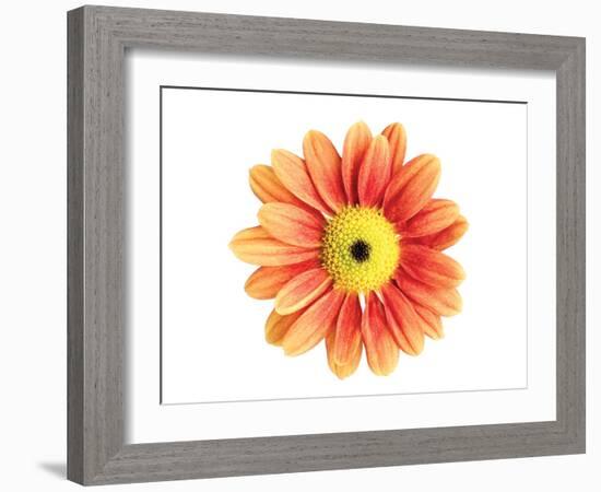 Orange Gerbera-Christine Zalewski-Framed Art Print