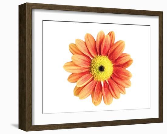 Orange Gerbera-Christine Zalewski-Framed Art Print