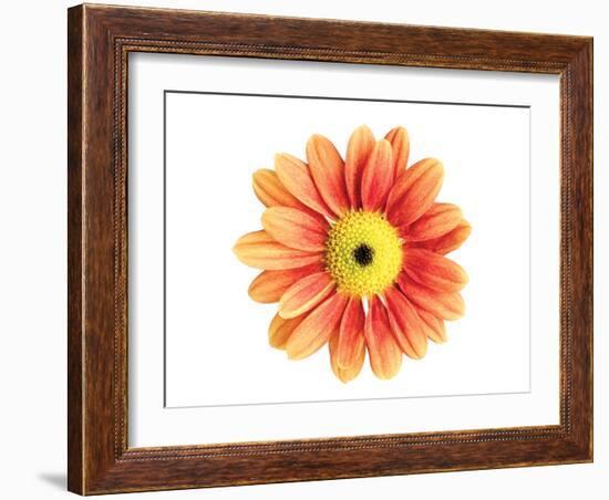 Orange Gerbera-Christine Zalewski-Framed Art Print