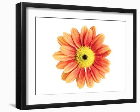 Orange Gerbera-Christine Zalewski-Framed Art Print