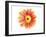 Orange Gerbera-Christine Zalewski-Framed Art Print