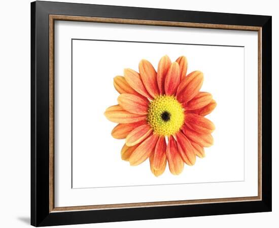 Orange Gerbera-Christine Zalewski-Framed Art Print