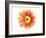 Orange Gerbera-Christine Zalewski-Framed Art Print