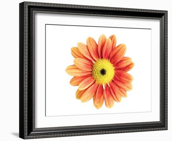 Orange Gerbera-Christine Zalewski-Framed Art Print