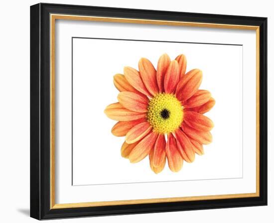 Orange Gerbera-Christine Zalewski-Framed Art Print