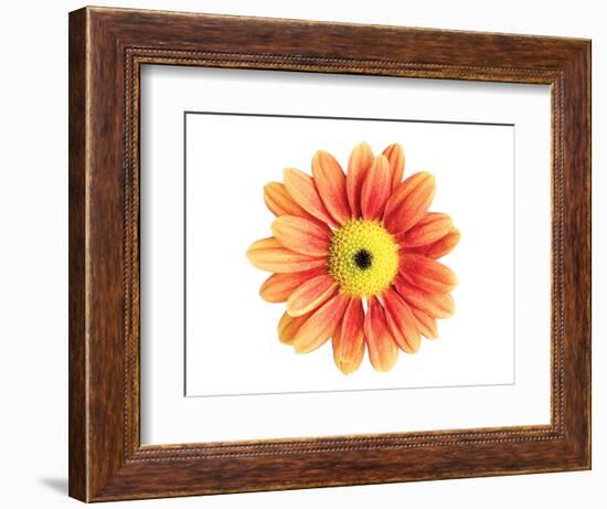 Orange Gerbera-Christine Zalewski-Framed Art Print