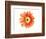 Orange Gerbera-Christine Zalewski-Framed Art Print