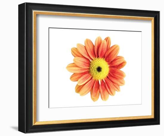 Orange Gerbera-Christine Zalewski-Framed Art Print