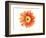 Orange Gerbera-Christine Zalewski-Framed Art Print