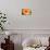 Orange Gerbera-Susan Bryant-Photographic Print displayed on a wall