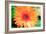 Orange Gerbera-Susan Bryant-Framed Photographic Print