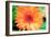 Orange Gerbera-Susan Bryant-Framed Photographic Print