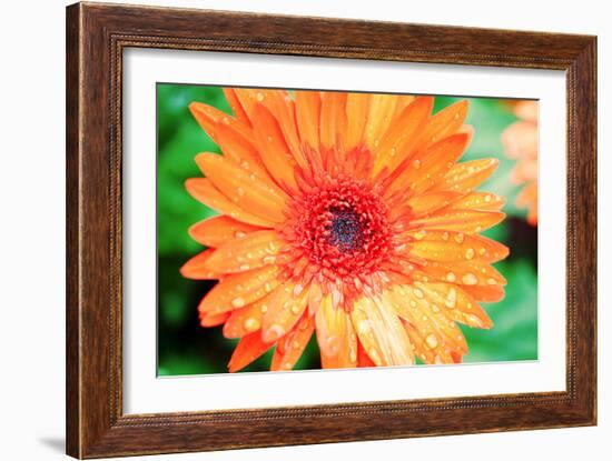 Orange Gerbera-Susan Bryant-Framed Photographic Print