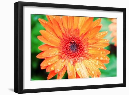 Orange Gerbera-Susan Bryant-Framed Photographic Print