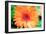 Orange Gerbera-Susan Bryant-Framed Photographic Print