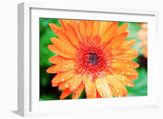 Orange Gerbera-Susan Bryant-Framed Photographic Print