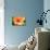 Orange Gerbera-Susan Bryant-Mounted Photographic Print displayed on a wall