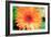 Orange Gerbera-Susan Bryant-Framed Photographic Print