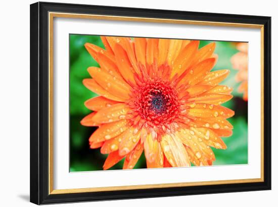 Orange Gerbera-Susan Bryant-Framed Photographic Print