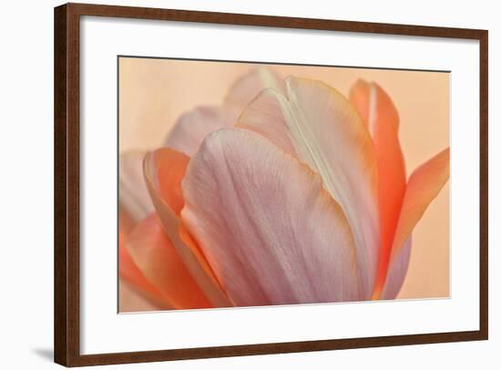 Orange Glowing Tulip-Cora Niele-Framed Photographic Print