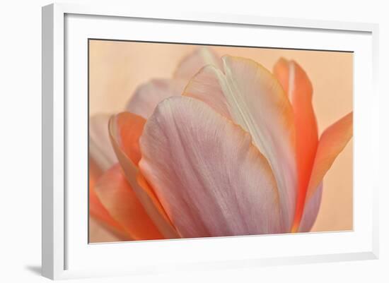 Orange Glowing Tulip-Cora Niele-Framed Photographic Print