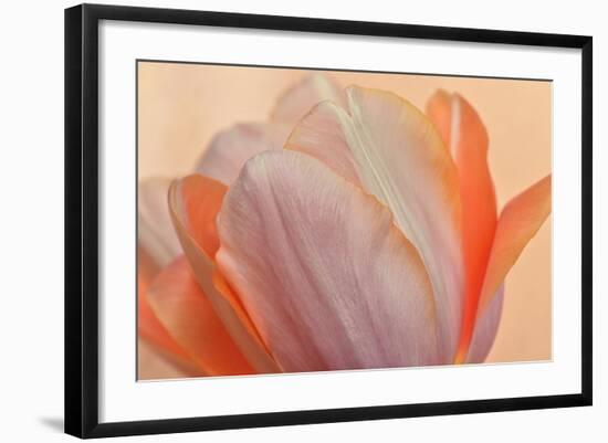 Orange Glowing Tulip-Cora Niele-Framed Photographic Print