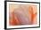 Orange Glowing Tulip-Cora Niele-Framed Photographic Print