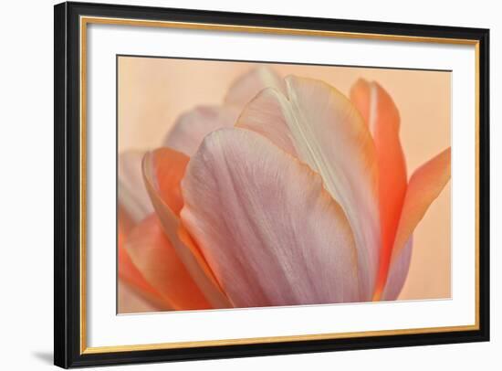 Orange Glowing Tulip-Cora Niele-Framed Photographic Print