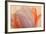 Orange Glowing Tulip-Cora Niele-Framed Photographic Print