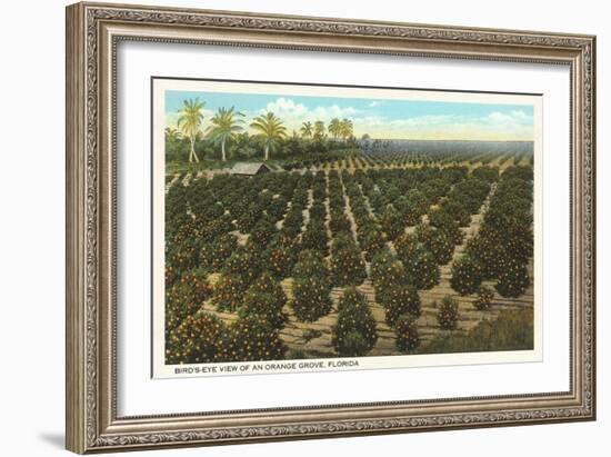 Orange Grove, Florida-null-Framed Art Print