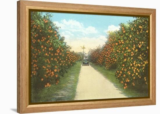 Orange Grove, Florida-null-Framed Stretched Canvas