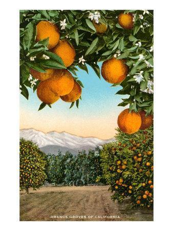 Orange Grove with Mountains in Background Art Print by | Art.com