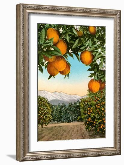 Orange Grove with Mountains in Background-null-Framed Art Print