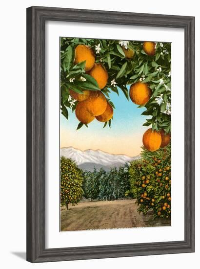 Orange Grove with Mountains in Background-null-Framed Art Print