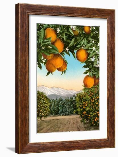 Orange Grove with Mountains in Background-null-Framed Art Print