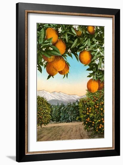 Orange Grove with Mountains in Background-null-Framed Art Print