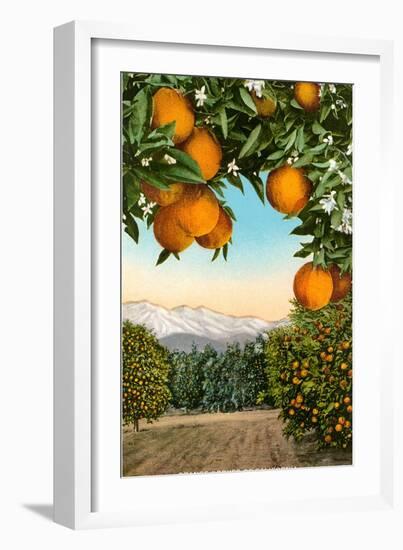 Orange Grove with Mountains in Background-null-Framed Art Print