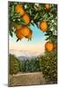 Orange Grove with Mountains in Background-null-Mounted Art Print