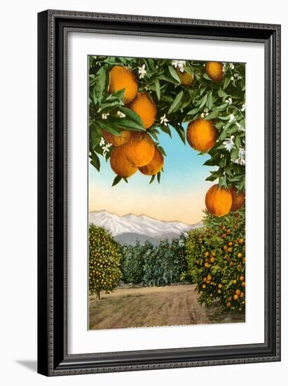 Orange Grove with Mountains in Background-null-Framed Art Print